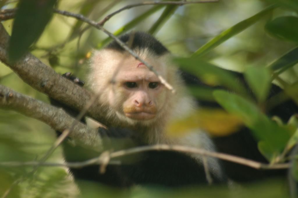 Hotel Coco Beach Manuel Antonio Bagian luar foto
